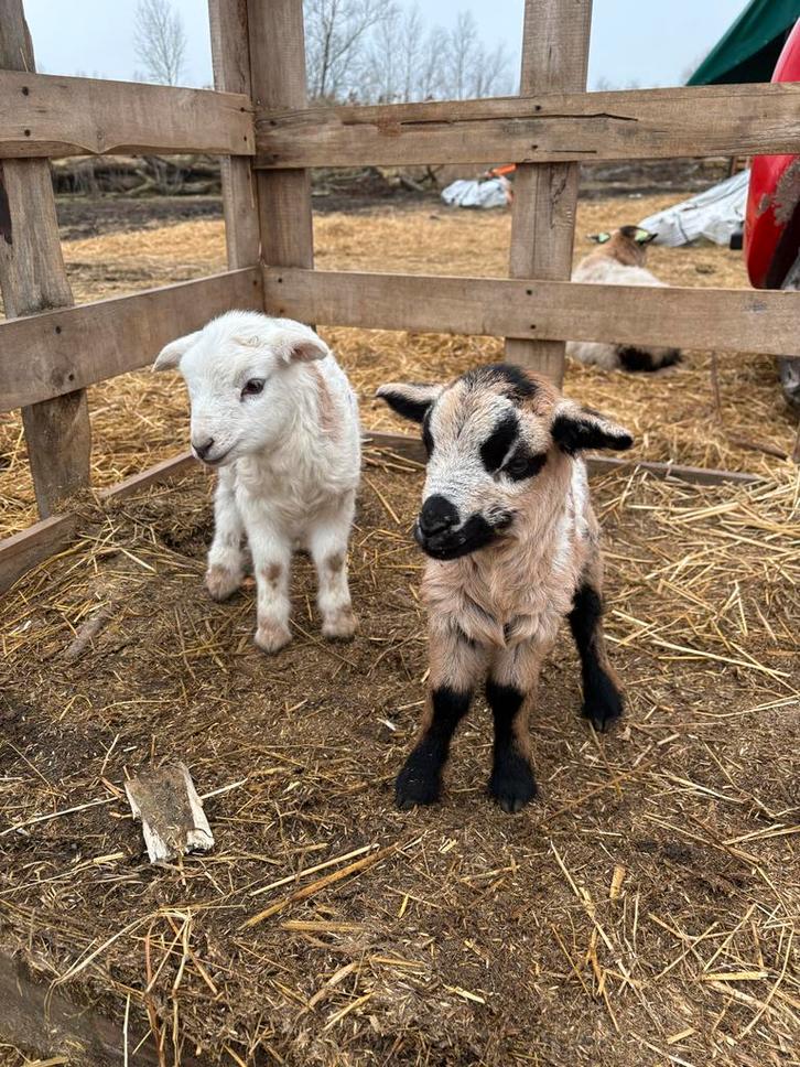 Maasduinen Ruischapen, ooien, lammeren, rammen en hamels, Dieren en Toebehoren, Schapen, Geiten en Varkens, Schaap, Meerdere dieren