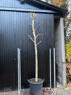 Knot plataan, Tuin en Terras, Overige soorten, Minder dan 100 cm, Ophalen, Volle zon