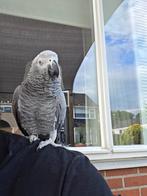 PAPEGAAI TE KOOP, Dieren en Toebehoren, Vogels | Parkieten en Papegaaien, Vrouwelijk, Papegaai, Pratend