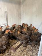 Brahma Groot Meerzomig patrijs en Blauw patrijs jonge hennen, Vrouwelijk, Kip