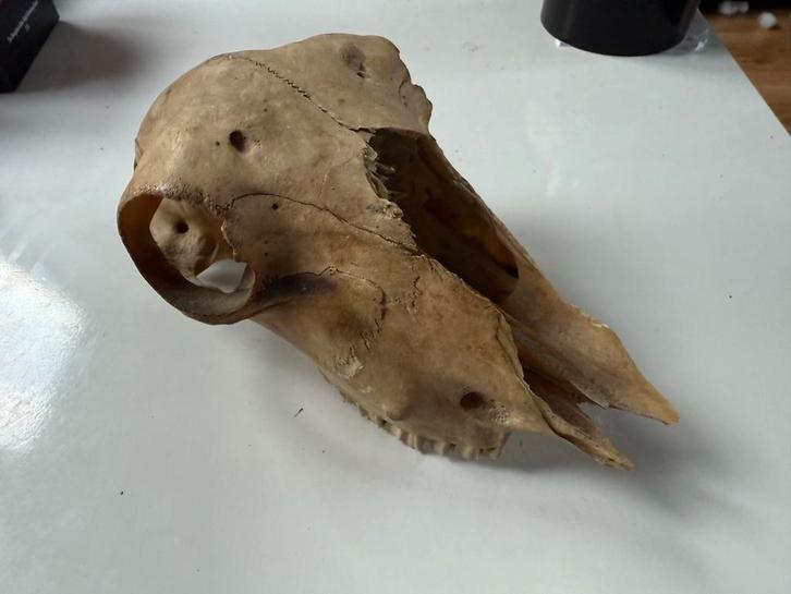 Dieren schedel, Verzamelen, Dierenverzamelingen, Gebruikt, Schedel, Ophalen of Verzenden