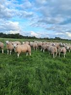 Engelse texelaar dekrammen, Dieren en Toebehoren, Mannelijk, Schaap, 0 tot 2 jaar