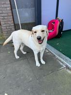Labrador golden, Dieren en Toebehoren, Golden retriever, Particulier, Rabiës (hondsdolheid), 15 weken tot 1 jaar