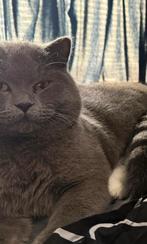 Dekkater beschikbaar – Brits Korthaar x Ragdol,