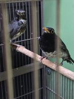 koppel japanse lijsters + koppel roodoor buulbuuls, Dieren en Toebehoren, Vogels | Overige Vogels, Meerdere dieren, Tropenvogel