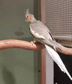 Valkparkiet eind augustus 2025, Geslacht onbekend, Parkiet