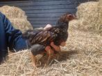 Wyandotte kriel haantjes 7 weken, Dieren en Toebehoren, Pluimvee, Mannelijk, Kip