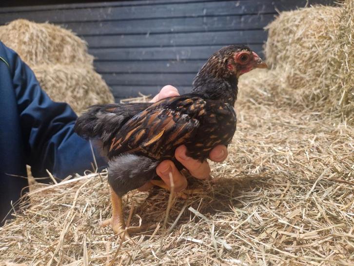 Wyandotte kriel haantjes 7 weken, Dieren en Toebehoren, Pluimvee, Kip, Mannelijk