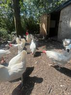 Leghennen te koop, Dieren en Toebehoren, Pluimvee, Vrouwelijk, Kip