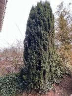 Grote en gezonde Taxusboom (4m)  - Zelf uitgraven, Tuin en Terras, Ophalen, Volle zon, Overige soorten, 400 cm of meer