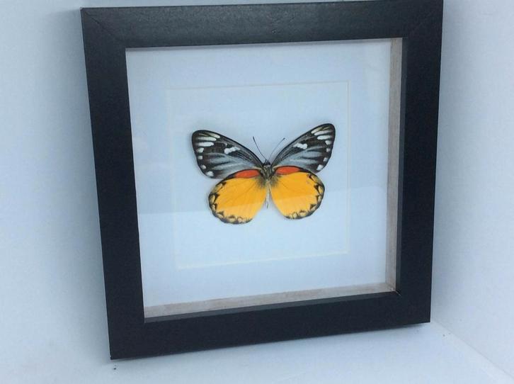vlinder Delias Descombesi, Verzamelen, Dierenverzamelingen, Nieuw, Opgezet dier, Insect, Ophalen of Verzenden