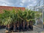 WINTERHARDE TRACHYCARPUS PALMEN., Tuin en Terras, Planten | Bomen, In pot, Halfschaduw, Lente, Ophalen of Verzenden