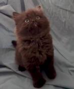 Prachtige Chocolate Britse korthaar kittens, Dieren en Toebehoren, Katten en Kittens | Raskatten | Korthaar, Meerdere dieren, Ontwormd