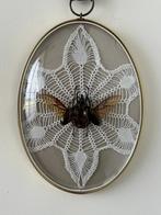 Chalcosoma atlas kever, Ophalen of Verzenden