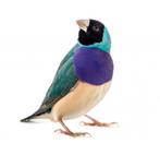 gouldamadine pop wit of blauw, Dieren en Toebehoren, Vogels | Overige Vogels, Vrouwelijk