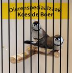 Koppeltje bichenow astrilde, Dieren en Toebehoren, Meerdere dieren, Tropenvogel