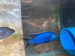 Malawi copadichromis azureus F1