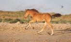 Merrie veulen - Amber Champagne - gangenpaard, Dieren en Toebehoren, Paarden, Merrie, Minder dan 160 cm, Gechipt, 0 tot 2 jaar