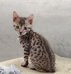 Bengaal kitten katertje, Dieren en Toebehoren, Katten en Kittens | Raskatten | Korthaar, Kater, Ontwormd, 0 tot 2 jaar