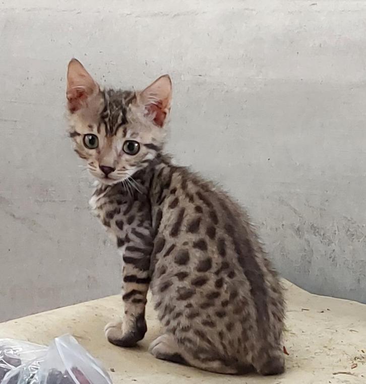 Bengaal kitten katertje, Dieren en Toebehoren, Katten en Kittens | Raskatten | Korthaar, Kater, 0 tot 2 jaar, Ontwormd