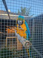Blauw gele ara koppel 5 en 6 jaar, Dieren en Toebehoren, Meerdere dieren, Papegaai, Tam
