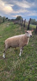 Mooie overjarige witte ram., Dieren en Toebehoren, Schapen, Geiten en Varkens, Mannelijk, Schaap, 0 tot 2 jaar
