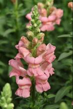 Antirrhinum Majus Pink | eeuwenbek roze leeuwenbekje, Ophalen, Zomer, Overige soorten, Volle zon