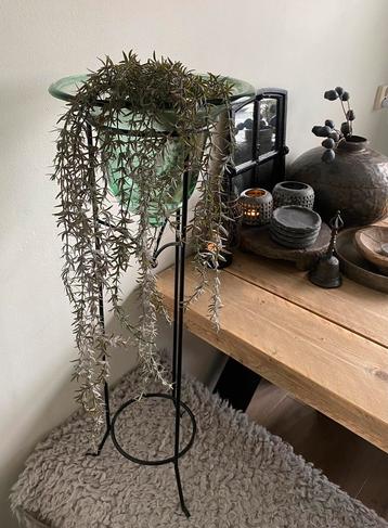 Mooie glazen cloche op standaard beschikbaar voor biedingen