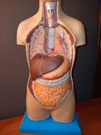 Anatomiepop, mannelijk model, vintage,  Turkse herkomst, Antiek en Kunst, Ophalen of Verzenden