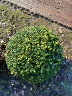 Geknipte vormen, Tuin en Terras, Planten | Struiken en Hagen, Ophalen of Verzenden, Buxus, Minder dan 100 cm