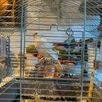 Bijna gratis witte kanarie te koop, Dieren en Toebehoren, Vogels | Kanaries, Mannelijk, Zangkanarie