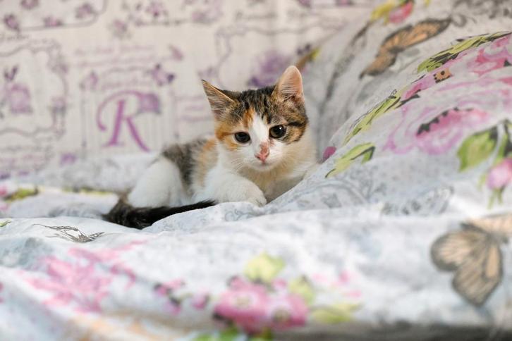 Minoes sociaal poesje 4 maanden, Dieren en Toebehoren, Katten en Kittens | Overige Katten, Kortharig, Poes, 0 tot 2 jaar