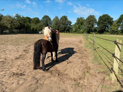 Gezocht: stalling omgeving Zeist, Dieren en Toebehoren, Stalling en Weidegang, Opfok, Stalling, Weidegang, Toebehoren, 2 of 3 paarden of pony's