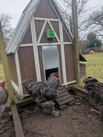 Brahma haan te koop, Mannelijk, Kip