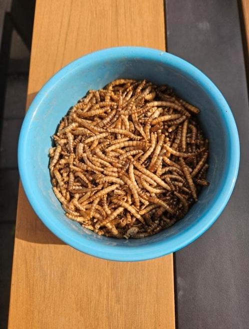 Meelwormen, Dieren en Toebehoren, Dierenvoeding, Ophalen of Verzenden