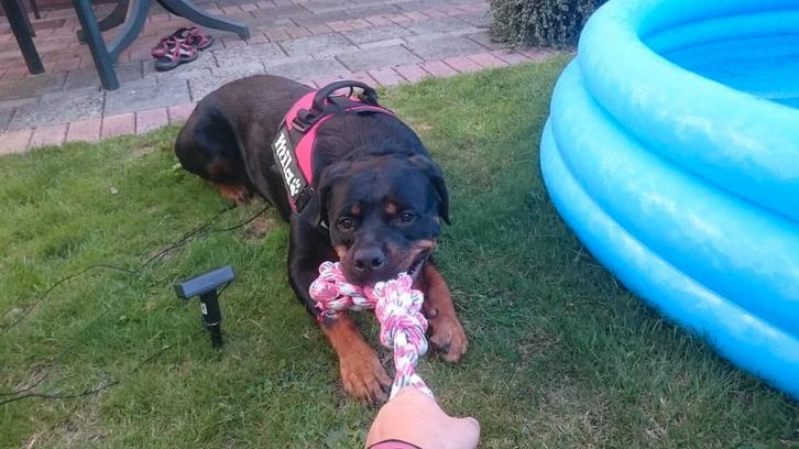 Hondenoppas Fox Oppas in huiselijke sfeer., Boeken, Hobby en Vrije tijd, Overige onderwerpen, Ophalen of Verzenden