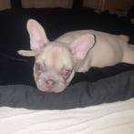 Franse bulldog pup teefje mag direct verhuizen, Dieren en Toebehoren, Honden | Bulldogs, Pinschers en Molossers, Particulier, Rabiës (hondsdolheid)