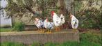 Broedeieren van de bonte leghorn, Dieren en Toebehoren, Pluimvee, Geslacht onbekend, Kip