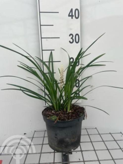 Liriope muscari 'Monroe White' Lelygras wintergroen wit, Tuin en Terras, Planten | Tuinplanten, Vaste plant, Bodembedekkers, Halfschaduw