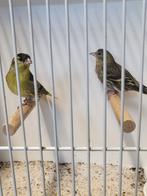 Europese sijsjes koppel 2024, Dieren en Toebehoren, Vogels | Overige Vogels, Meerdere dieren, Wildzangvogel, Geringd