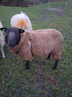 Zwarte Dekram lief karakter, Vrouwelijk, Schaap