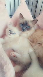 Ragdoll katertje met stamboom, Kater, Gechipt