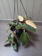 Hoya Macrophylla in grote pot, Ophalen of Verzenden, Overige soorten, Minder dan 100 cm