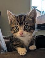 Mooi aanhankelijk kitten te koop, Dieren en Toebehoren, Katten en Kittens | Overige Katten, Kater