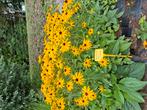 Vaste planten en siergrassen. Biologisch geteeld, Tuin en Terras, Planten | Tuinplanten, Overige soorten, Volle zon, Vaste plant