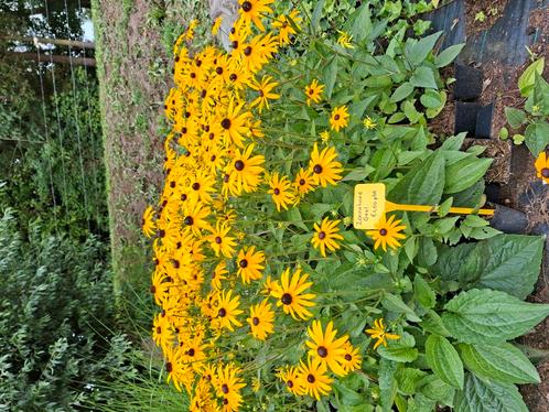Vaste planten en siergrassen. Biologisch geteeld, Tuin en Terras, Planten | Tuinplanten, Vaste plant, Overige soorten, Volle zon