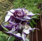 Datura planten / Engelentrompet nog vol met knoppen (20 sept, Volle zon, Eenjarig, Zomer, Ophalen