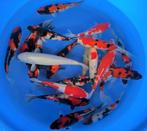 Japankoi, Nisai  (twee jarig) grote keus 25 tot 50cm, Dieren en Toebehoren, Vissen | Vijvervissen, Karper of Koi