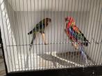 Rosella’s, Dieren en Toebehoren, Meerdere dieren, Parkiet