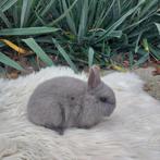 kleurdwerg, Dieren en Toebehoren, Konijnen, Mannelijk, Dwerg, 0 tot 2 jaar